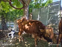 Bull, Cattle — photo 3