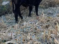 Banteng, Swiss cattle — foto 4