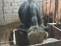 Կով, Latvian Blue cattle — լուսանկար 5