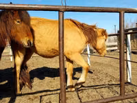 Kuda betina, Horses — foto 2