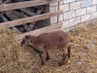 Sheep, Sheep — photo 2