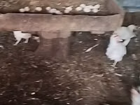 Chickens — تصویر 3