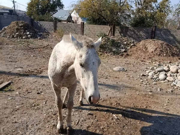 Kuda betina, Horses — Kirgizstan