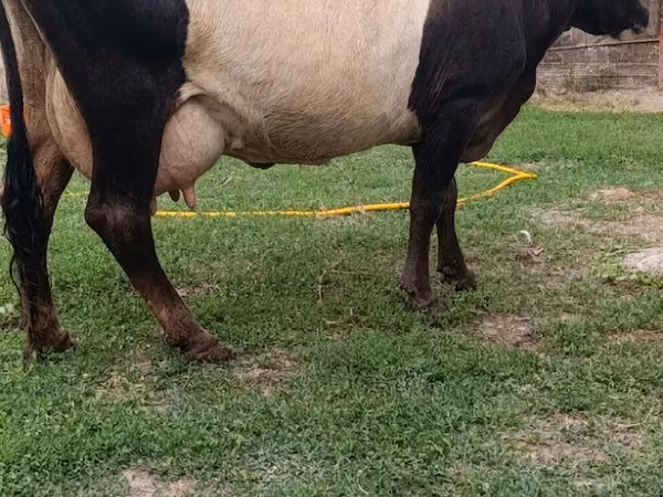 Cow, Cattle