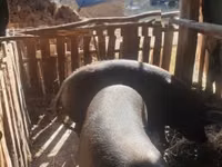 Sow, Pigs — photo 1