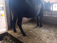 Cow, Cattle — photo 5