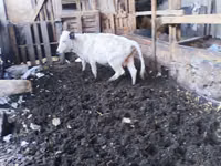 Býk, Russian Black pied cattle — foto 3