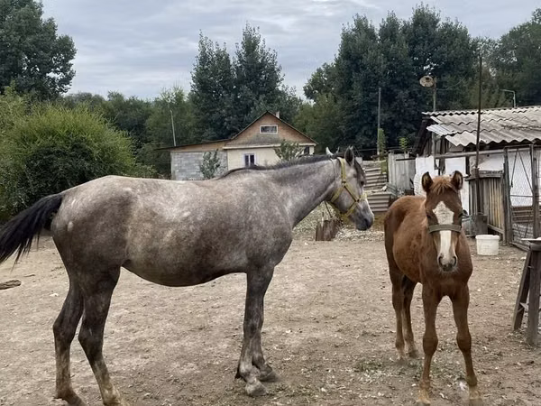 Kuda betina, Horses — Kazakhstan