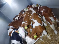 公牛, Simmental cattle — 照片 1