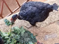 Chickens — foto 4
