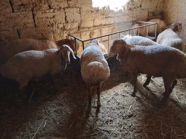 Sheep, Sheep — Kyrgyzstan