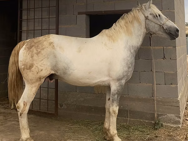 Ձի, Kazakh horse — Ղազախստան