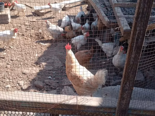 Chickens — Kyrgyzstan