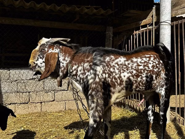 Kozel, Beetal goats