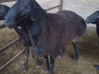 Ram, Hissar sheep — photo 1