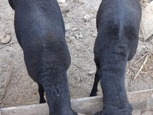 Ram, Sheep — Uzbekistan