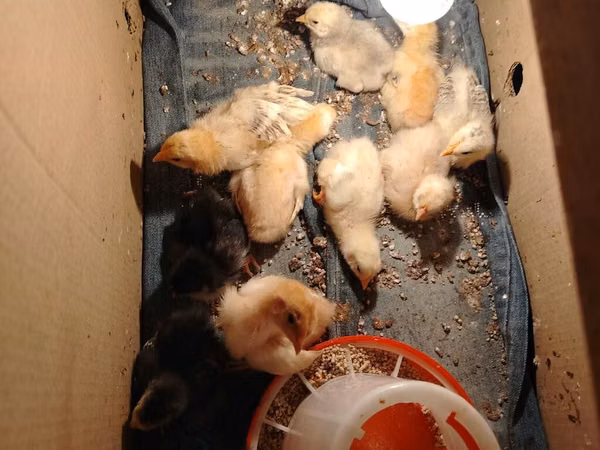 Chickens — جمهوری آذربایجان