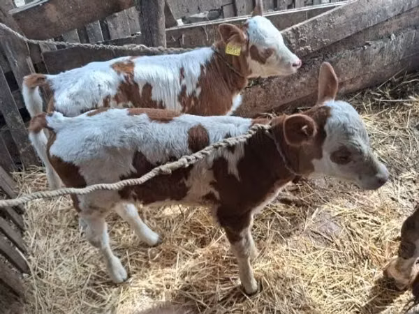Cow, Simmental cattle — Hungary