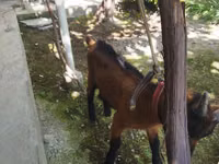ஆண் வெள்ளாடு, Alpine goat — புகைப்படம் 5