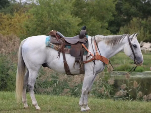 Horse (M), Quarter Horse