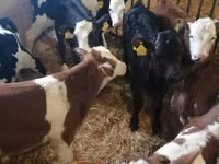 Sapi (batch, jenis kelamin tidak disebutkan), Russian Black pied cattle — foto 8