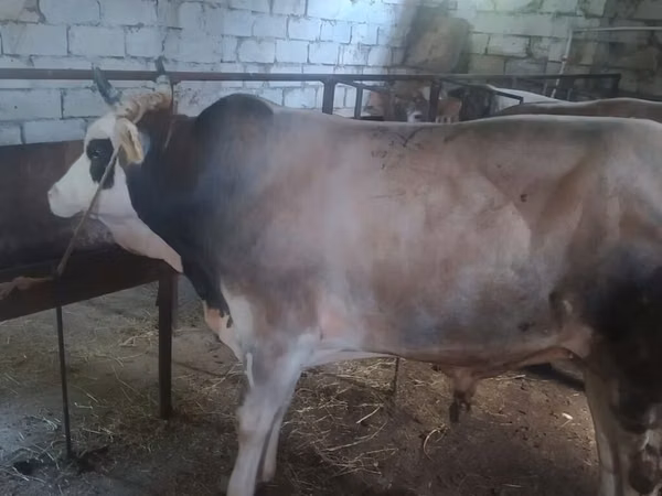 Banteng, Cattle — Azerbaijan