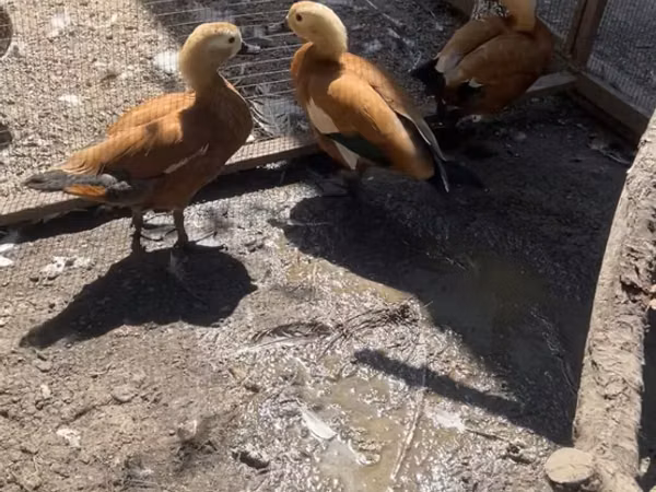 Chickens — Kyrgyzstan