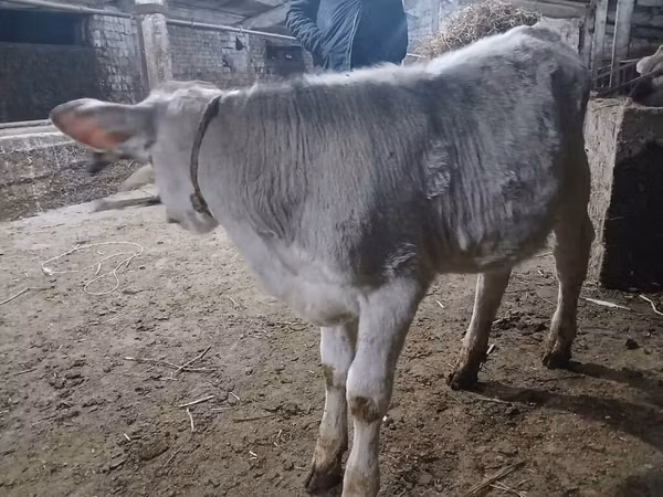 Býk, Skot