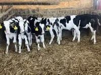 Bulle, Russian Black pied cattle — Foto 3