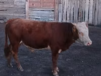 公牛, Kazakh White-headed cow — 照片 1