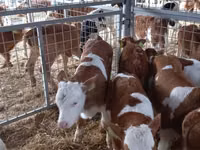 گاو نر, Simmental cattle — عکس 4