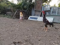 Chickens — photo 3