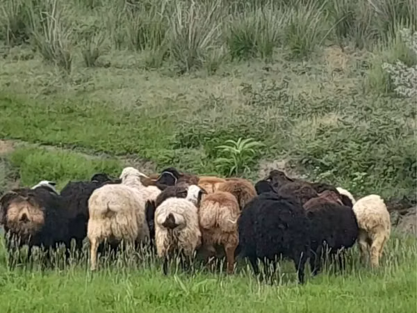 Qoʻchqor, Gorkov sheep