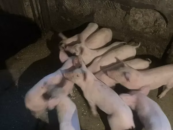 Sow, Pigs