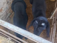 Ram, Rhon sheep — photo 1