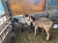 Sheep, Hissar sheep — photo 4