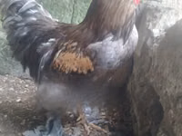 Brahma — foto 1