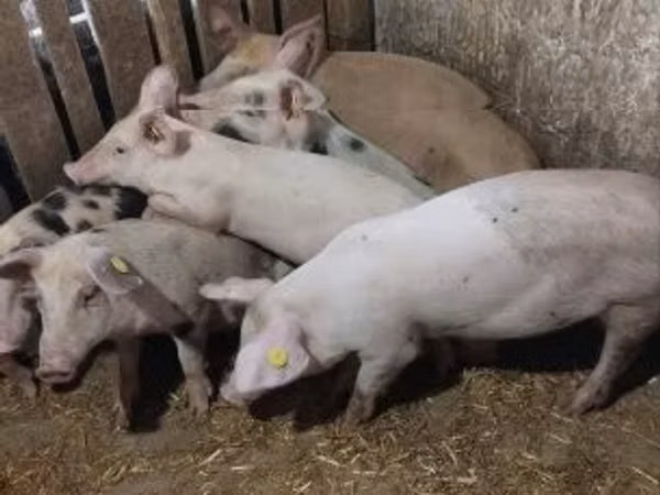 Doofaar dhaddig, Pigs