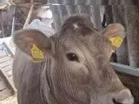 सांड, गोलस्टीन नस्ल — फ़ोटो 5