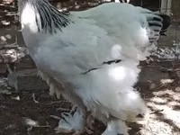 Brahma — photo 1
