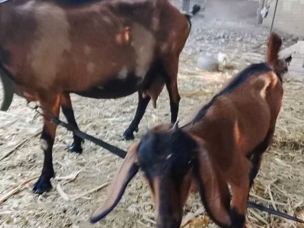 Goat, Alpine goat — Moldova