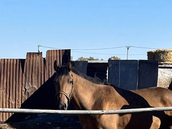 Horse (M), Horses