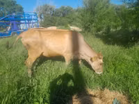 Vache, Race Alatauskaya — photo 2
