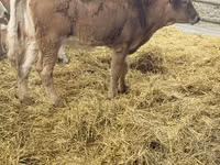 ላም, Simmental cattle — ፎቶ 4