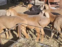 Sheep, Arashan sheep — photo 6