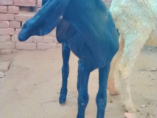 Dê đực, Beetal goats — Pakistan