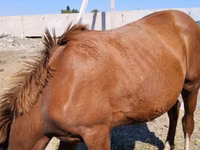 Mare, Horses — photo 5