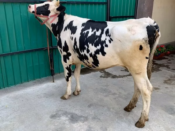 Cow, Holstein breed