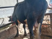 公牛, Cattle — 照片 1