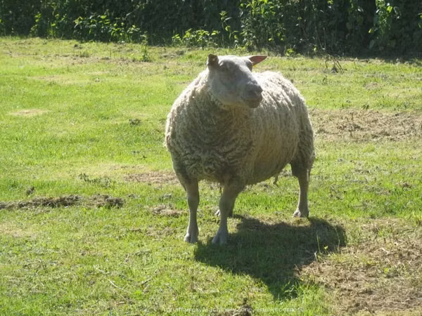 የጎትት አውራ በግ, Charollais sheep — ዩናይትድ ኪንግደም